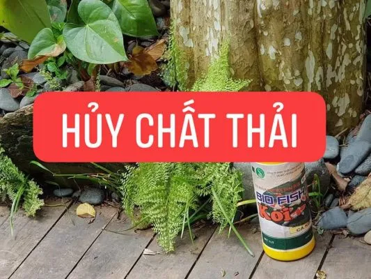 Vi sinh phân hủy chất hữu cơ, hấp thu xác tảo chết, giữ hồ sạch