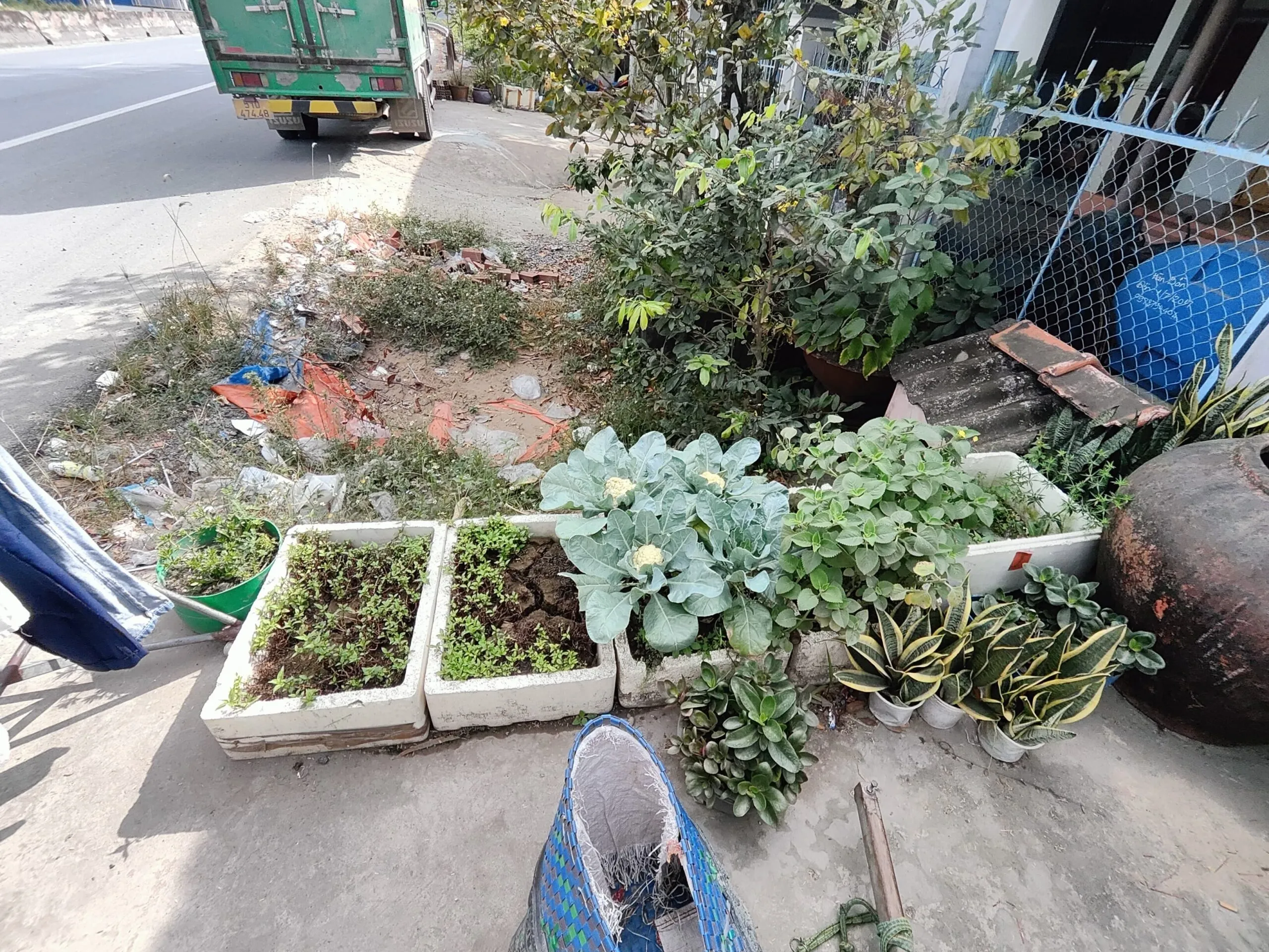 Vườn rau được canh tác bền vững