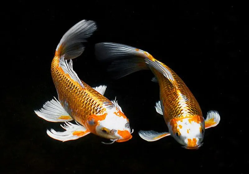 Yếu tố màu sắc quyết định giá trị cá Koi bướm